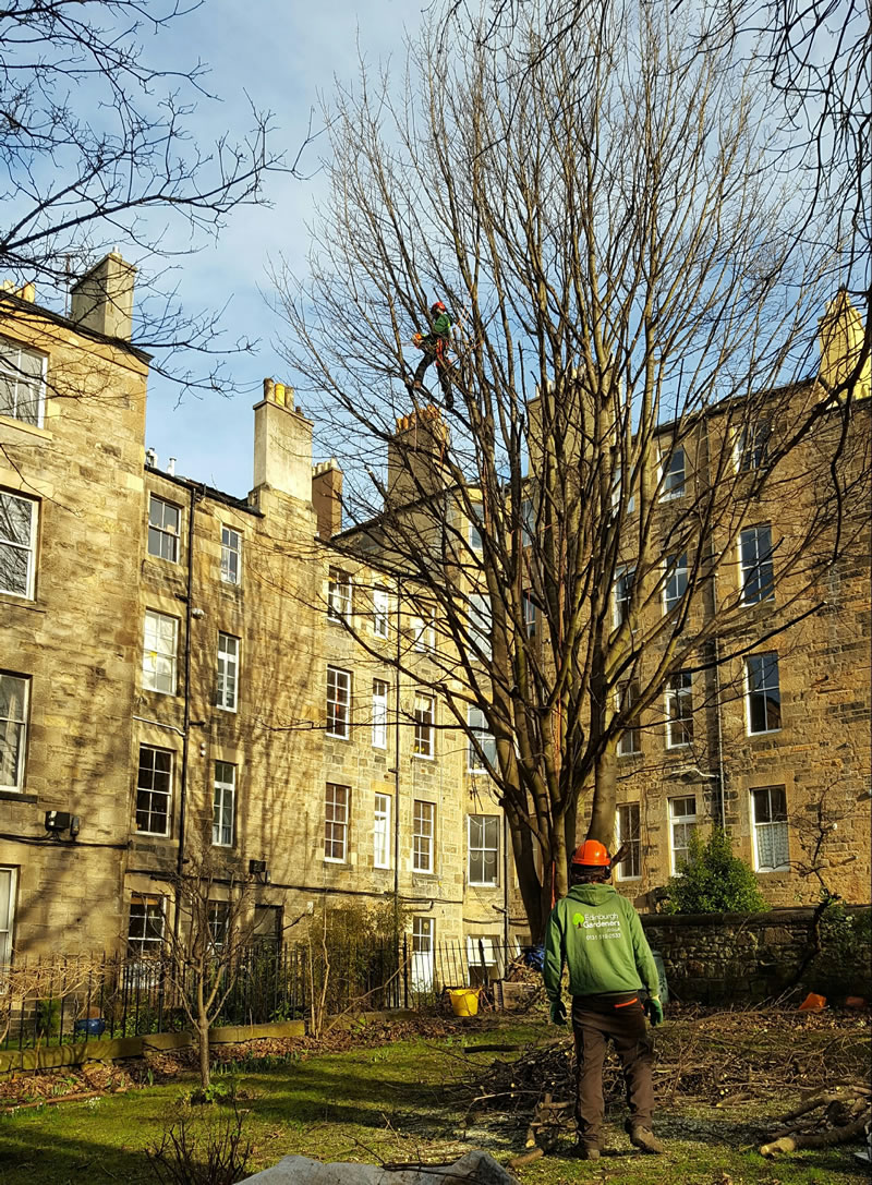 Tree-Pruning-1 tree pruning in somerset